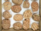 Lot: - Desert Rose From Morocco - Pieces #138122-1